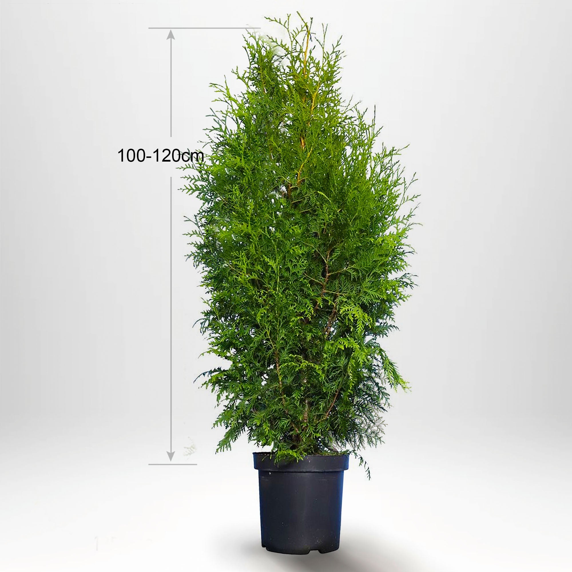 Thuja Brabant, 100-120+ cm, krukväxt 3-5 L, Kvalitet: Landskap Q